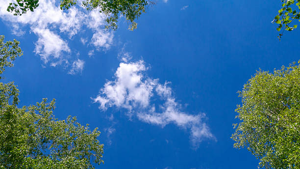 istock Trees and sky. Green tree branches against a blue sky and clouds. 2254846397