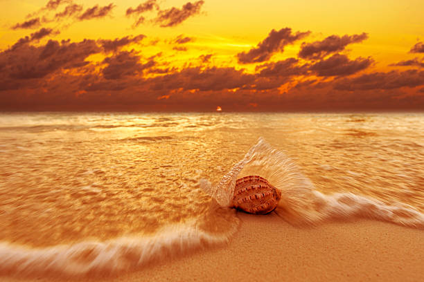 Seashell on sunset beach in sea waves