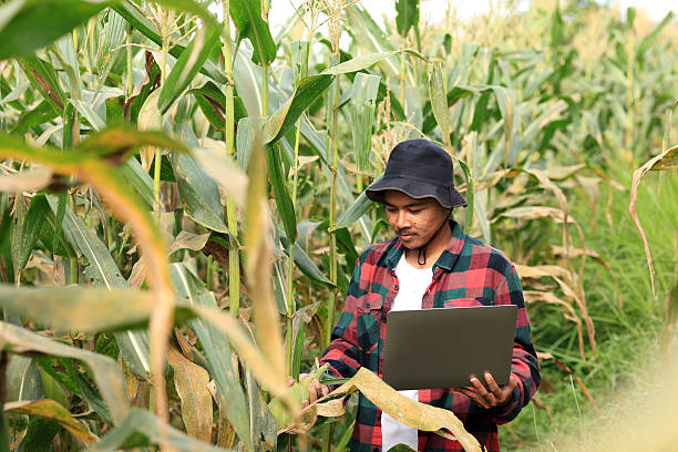 istock Young Asian Farmer's Checking Corn using Apps on Laptop  before Harvesting 2254849296