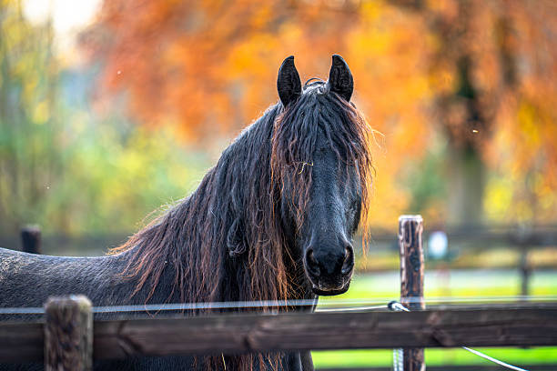 A serene imagery of a brown horse grazing in a field adorned with bright dandelions (Taraxacum officinale) and encompassed by tall, verdant trees. This picturesque scene exudes tranquility in a pristine natural setting.