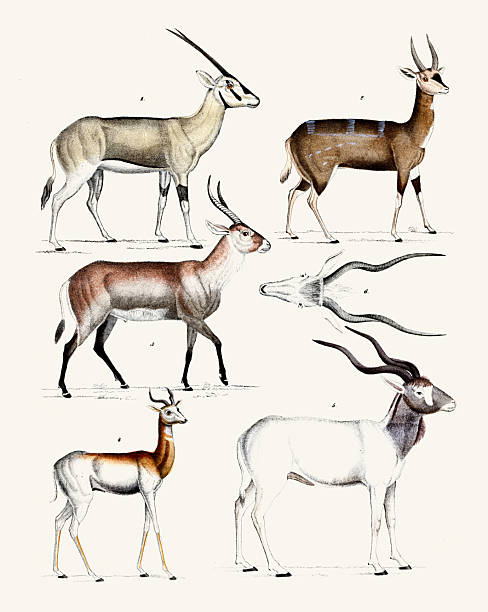 Antelope and Gazelle Species – Antique Natural History Illustration Plate 1848