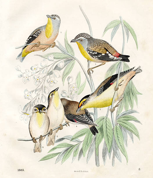 istock Songbirds on Branches – Antique Hand-Colored Bird Illustration, 19th Century Natural History Plate 2254850902
