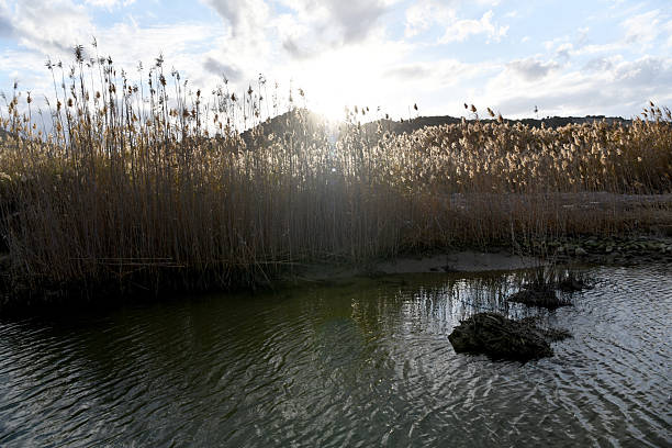 A scenic view of tall golden reeds swaying by a quiet river under a bright, cloudy sky. The sun creates a beautiful backlighting effect over the water and distant hills.