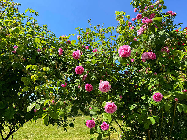 Rosebush with pink blooms in garden
