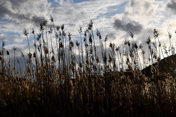 Vertical reeds captured against a bright sky with strong sun flare. The light emphasizes the textures of the plants and creates a hazy, natural atmosphere by the water.
