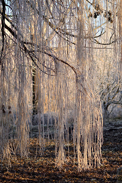park in Backi Petrovac covered with rime ice in winter morning