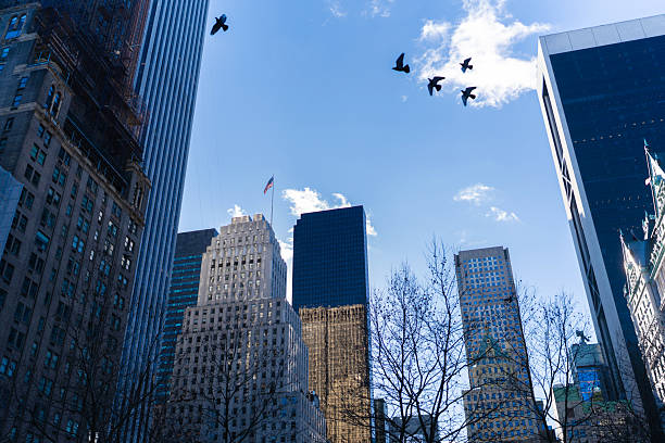 Birds Flying Between Manhattan Skyscrapers Against a Clear Sky