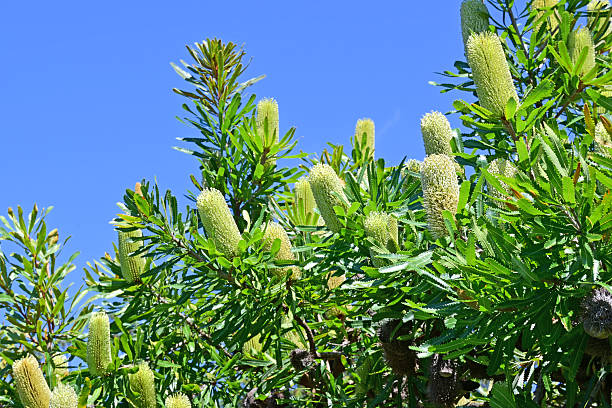 Fresh banksia blooms and leaves against a blue sky