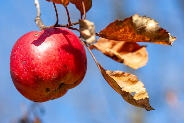 A vibrant red apple remains on a branch alongside withered, golden-brown leaves. The shallow depth of field isolates the fruit against a crisp blue sky, symbolizing the transition from autumn harvest to winter