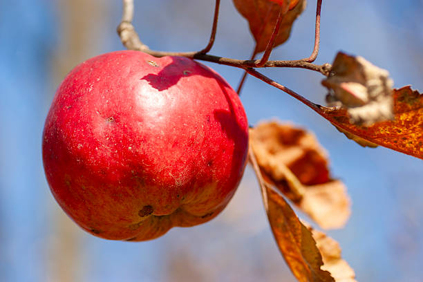 A vibrant red apple remains on a branch alongside withered, golden-brown leaves. The shallow depth of field isolates the fruit against a crisp blue sky, symbolizing the transition from autumn harvest to winter