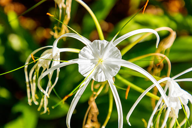 A white flower with a yellow center. The flower is surrounded by green leaves. The flower is in the middle of the image