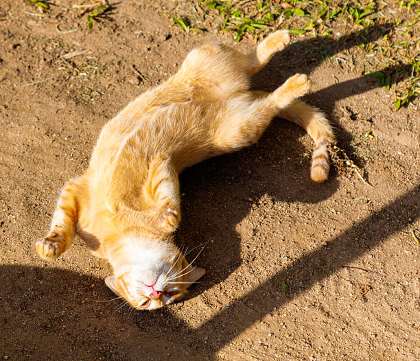 A cat laying on the ground. The cat is orange and white