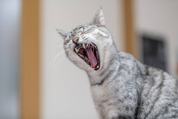 istock A cute domestic cat yawning 2254856631
