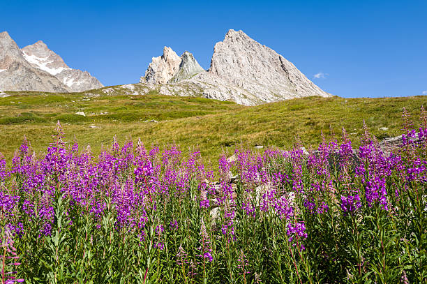 Colorful flowers in blossom in the wild nature on the mountain meadows and fields high in the Alps. Flowers of different shapes and color growing on the green grass in the alpine meadow in summer
