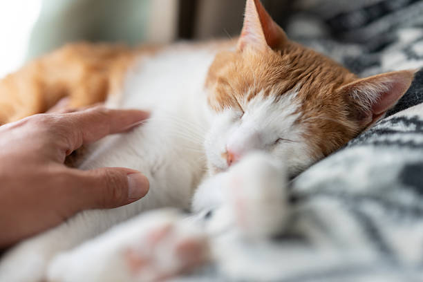 istock Owner petting his cute cat 2254856797