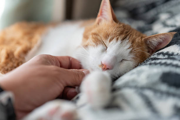 istock Owner petting his cute cat 2254856809