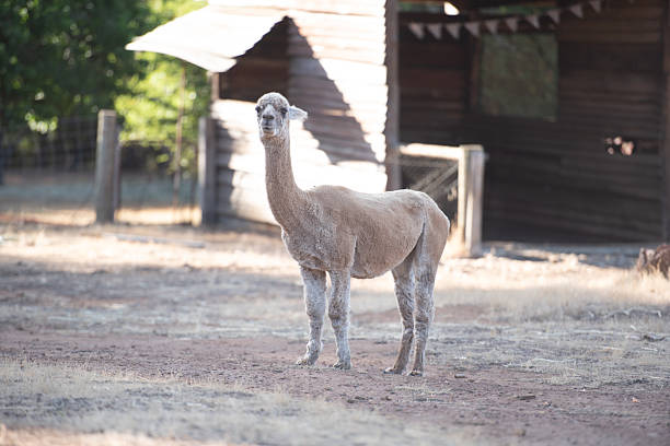 istock Llama eating  grass in farm field 2254856855
