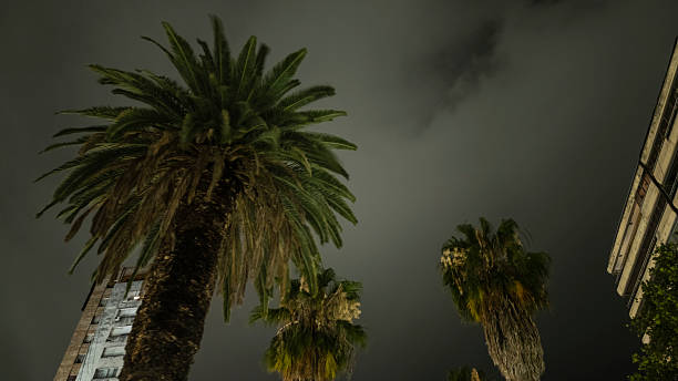 Palm trees of a boulevard the sky an residential building Viewed from a low angle. Night scene. Image date: december 14, 2025. In the Oroño boulevard, city of Rosario, Santa Fe province, Argentina.