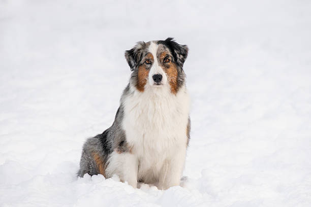 A beautiful tri-color Aussie dog sits calmly on a field of deep white snow. The pet looks directly at the camera against a soft blurred winter background.