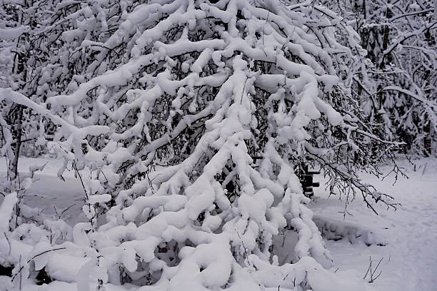 istock Snow cover, tree branches in a serene winter forest 2254858368