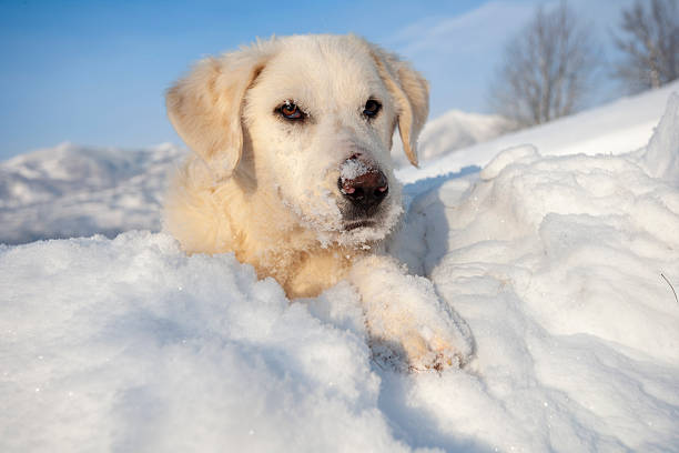An endearing close-up of a light-colored dog resting in soft snow, with visible snowflakes on its muzzle. The background shows soft-focus mountains under a clear blue sky, emphasizing a peaceful winter atmosphere