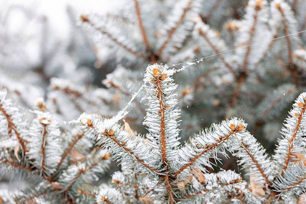istock Close-up of snow falling on pine branches in winter 2254858477