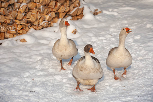 A lively shot of three domestic geese with bright orange beaks walking through deep snow on a farm. In the background, a neatly stacked pile of split firewood is partially covered in snow, emphasizing a scene of traditional winter self-sufficiency.
