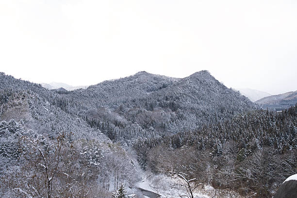 Serene wilderness: A vast forest blanketed in fresh white snow