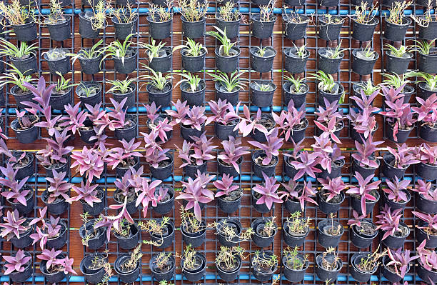 Rows of small ornamental plants growing in black pots on a vertical wall, creating a beautiful green space.
