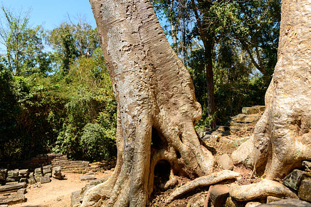 Sralao Lagerstroemia calyculata huge tree in the jungle of Cambodia