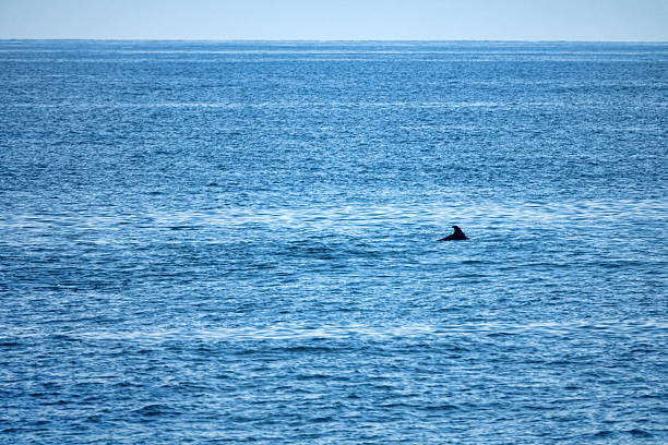 Seascape with Dolphin fin