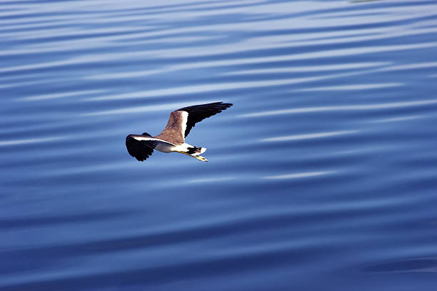 Red-wattled Lapwing (Vanellus indicus) flies over the water, Sri Lanka