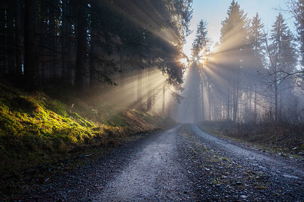 A path through autumn forest on a foggy morning, second half of December, Poland.