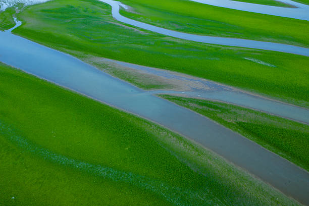 Aerial view of green wetland river textures