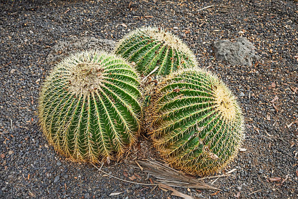 A golden barrel cactus (Echinocactus grusonii), a popular ornamental species in subtropical landscapes, photographed in Parque García Sanabria in Santa Cruz on the Spanish island of Tenerife.