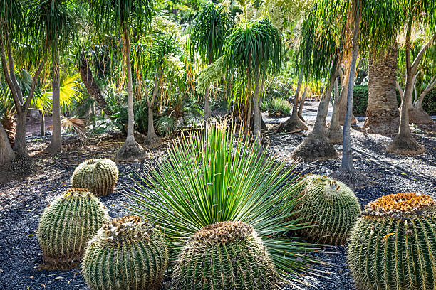 A golden barrel cactus (Echinocactus grusonii), a popular ornamental species in subtropical landscapes, photographed in Parque García Sanabria in Santa Cruz on the Spanish island of Tenerife.