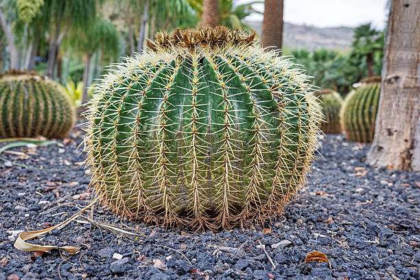 A golden barrel cactus (Echinocactus grusonii), a popular ornamental species in subtropical landscapes, photographed in Parque García Sanabria in Santa Cruz on the Spanish island of Tenerife.
