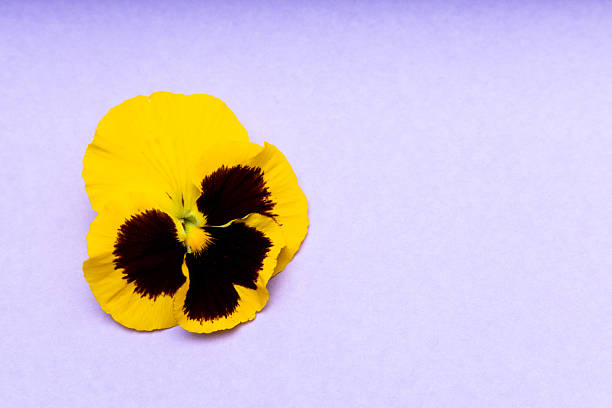 A yellow pansy flower rests on a light purple background. The flower features a dark center with yellow petals spreading outward. The scene shows simple elegance and natural beauty.
