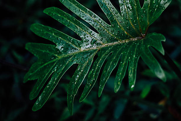 A green leaf is shown with water droplets on its surface. The leaf is set against a dark background filled with other green leaves. Light reflects off the water drops.
