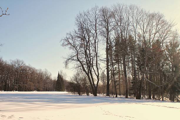 Pavlovsk, Russia - March, 08, 2025: Pavlovsk Park and Pavlovsk Palace in early spring.
