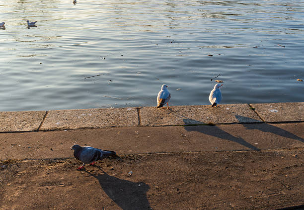 Seagulls stand on a stone embankment by calm water as low sun creates long shadows, capturing minimal wildlife moments, quiet waterfront mood, urban nature, and golden hour light.