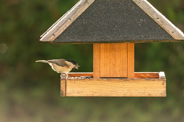 A small bird clings to a wire mesh bird feeder, eating seeds in a lush garden. The scene showcases the harmony of nature and human craftsmanship in creating a haven for wildlife in outdoor spaces.