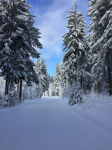 istock Winter Wonderland Forest Trail 2254868696