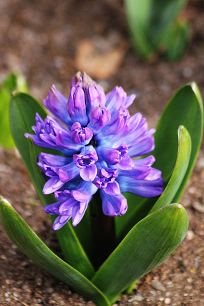 A big purple hyacinth flower