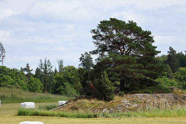 A little hill with some stones and a tree on it