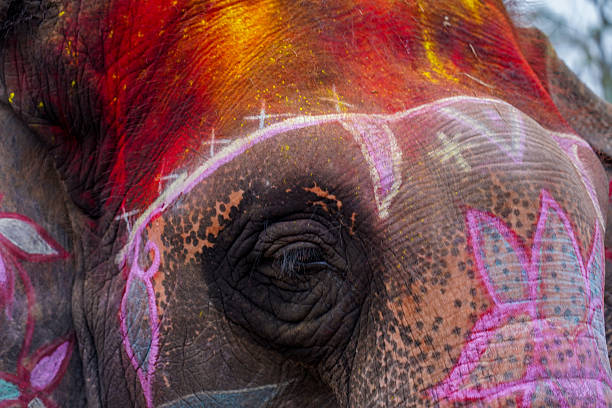 Elephants participate in the Elephant Picnic during the Elephant Festival in Sauraha, Chitwan, Nepal.
