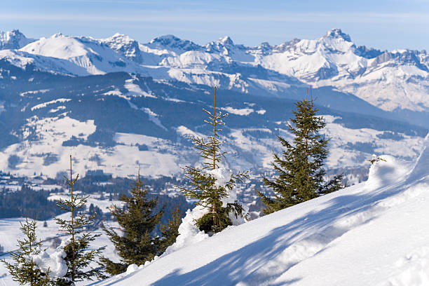 Several fir trees dusted with snow stand on a sunlit hillside overlooking a panoramic vista of snow-covered alpine mountains under a clear blue sky. The crisp winter atmosphere highlights the contrast between the white snow and dark green evergreens.