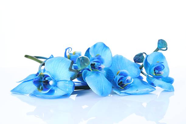 Blue orchid flower