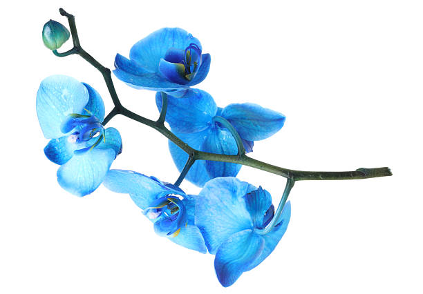 A blue orchid on white background with copy space