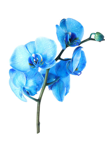 Blue phalaenopsis orchids with the focus on the front flower. blue background